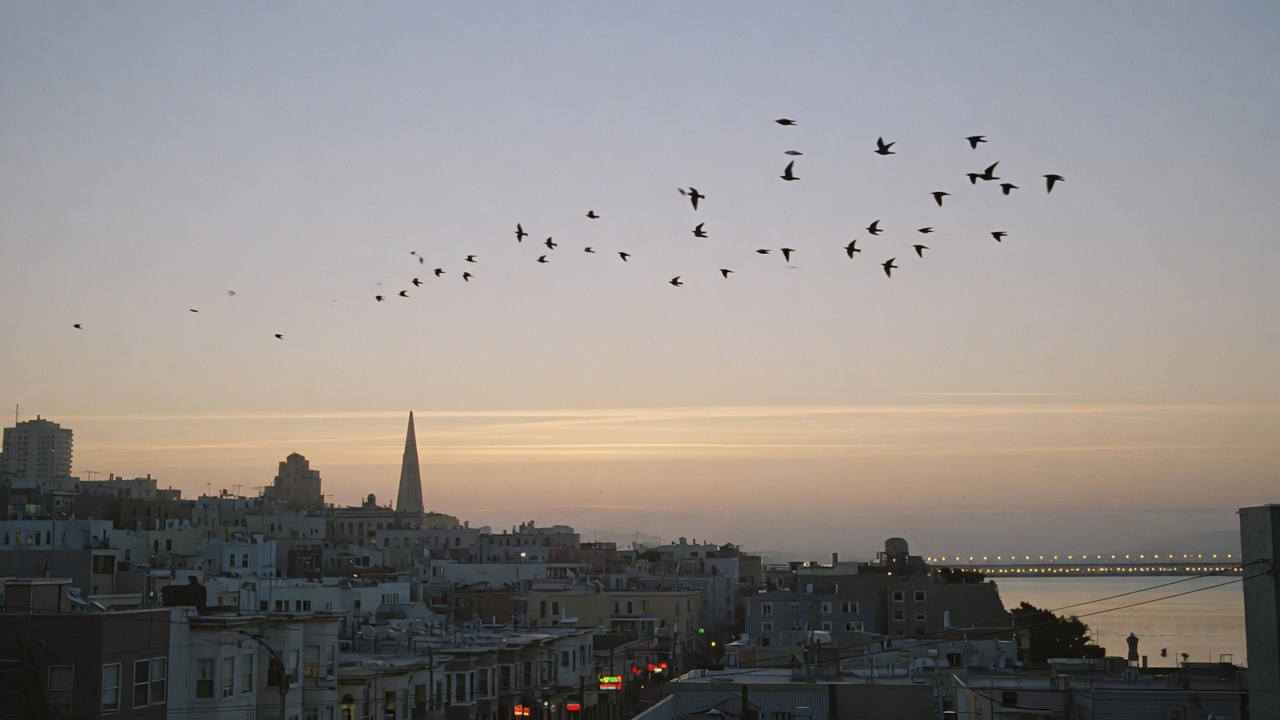 San Francisco at dusk, birds crossing a pale sky. Atmosphere for the pre-X years, not a document of any particular evening.